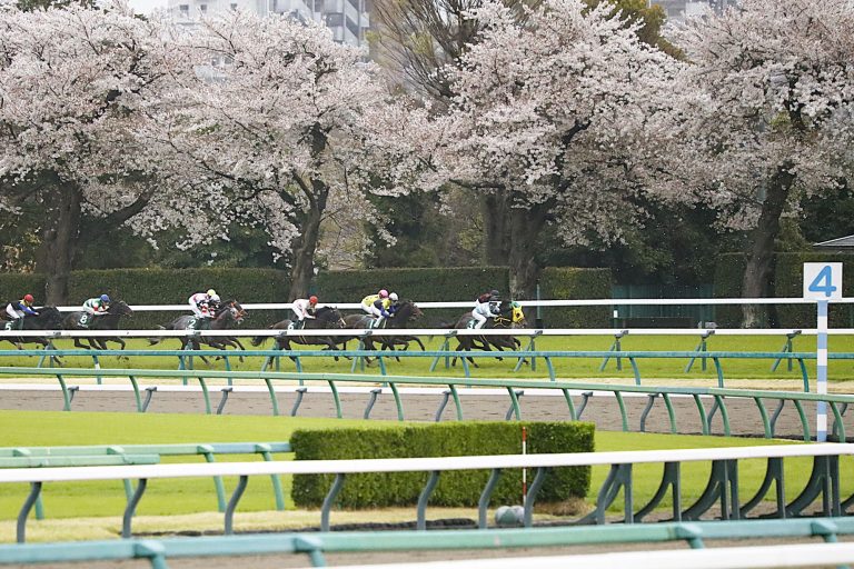 桜満開の中山競馬場2026.04.04